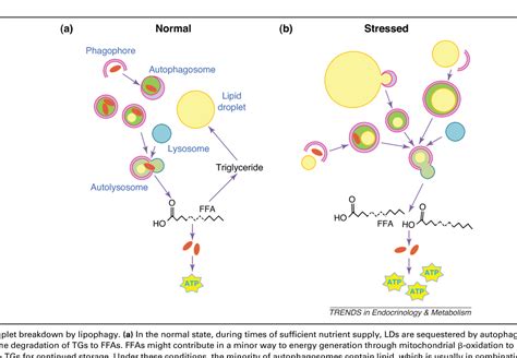 Figure From Regulation Of Lipid Droplets By Autophagy Semantic Scholar