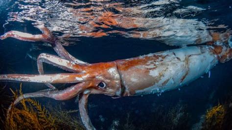 Diver Captures Stunning Photos Of Rare 8 Foot Giant Squid