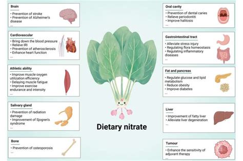 New research explores nitrate as an important messenger of body ...