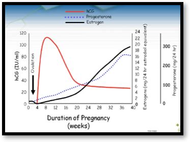 Los Niveles De La Hormona Beta Hcg Y Las Semanas De Embarazo