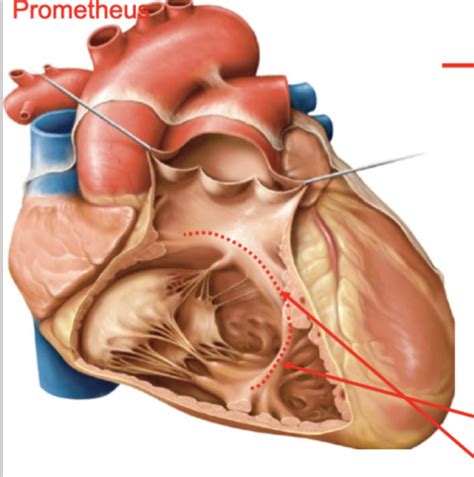 Ventriculus Dexter Diagram Quizlet