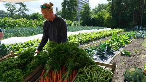 Jaarlijks Oogstfeest In De Dorpstuin Van Snakkerburen Nieuws Uit Het