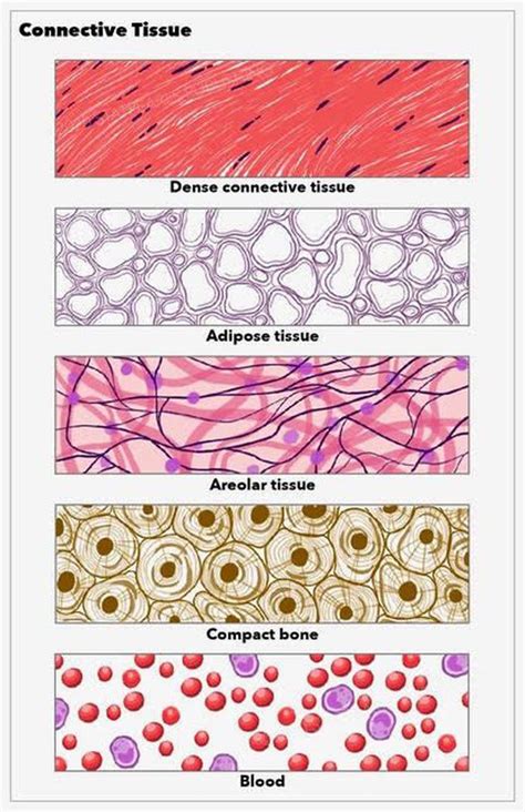 Connective Tissue Medizzy