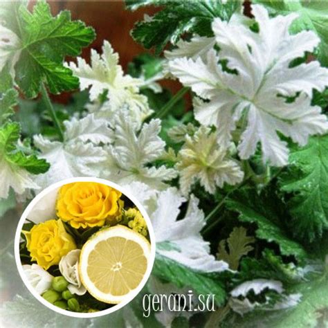 BOTH’S SNOWFLAKE душистая пеларгония (герань)