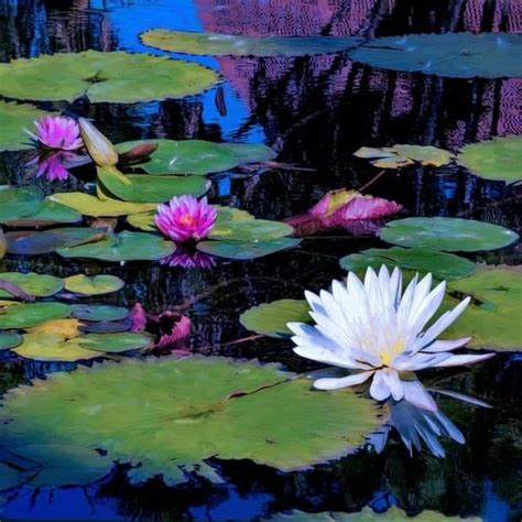 Pin By Robert Smith On Paintings Water Lilies Art Water Lilies