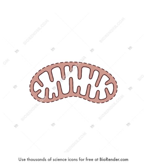 Free Mitochondria 2D Hollow Dashed Icons Symbols Images BioRender