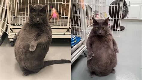 25 Pound Cat Dubbed ﻿too Cool To Be Homeless ﻿becomes Internet Star