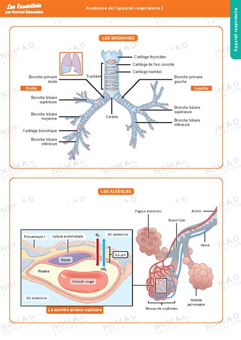 Anatomie De Lappareil Respiratoire Anatomie De Lappareil