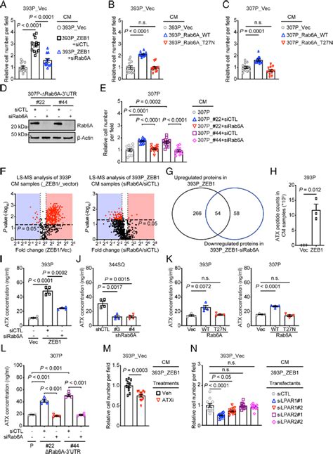 Zeb1 Activates A Proinvasive Autocrine Loop A C Quantification Of