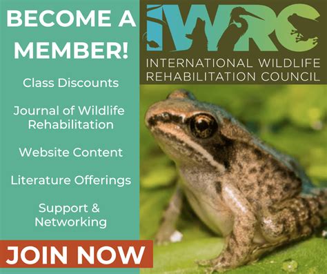 Iwrc Member Spotlight Karen Gosse International Wildlife Rehabilitation Council