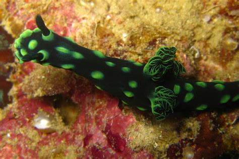 Nembrotha Cristata The Three P Underwater Macro Photography