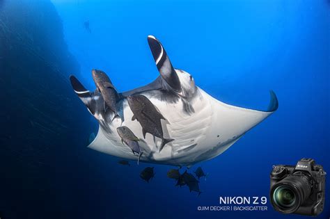 Nikon Z9 Underwater Camera Review - Underwater Photography - Backscatter