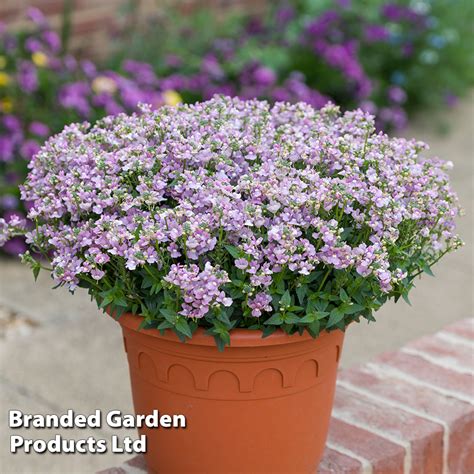 Nemesia Most Scented Melody Pink Thompson Morgan