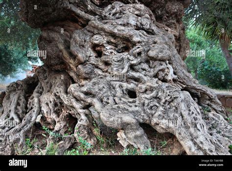 Oldest Olive Tree In Greece Vouves Tree In Crete Island One Of