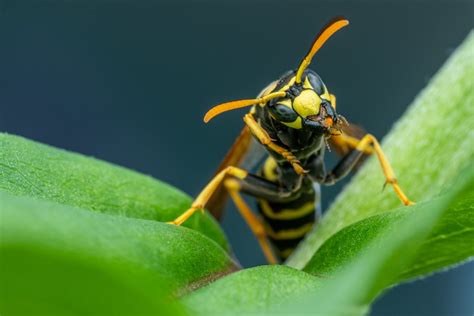 Sant Abeilles Gu Pes Frelons Que Faire Si Vous Vous Faites Piquer