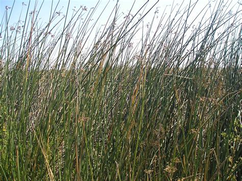 Tule Grass Grows In Wet Areas Of The Bay And Was Used As A Building Material For Homes Boats M