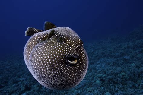 What’s a Pufferfish? Explaining Animal Behind Mystery Circles ...