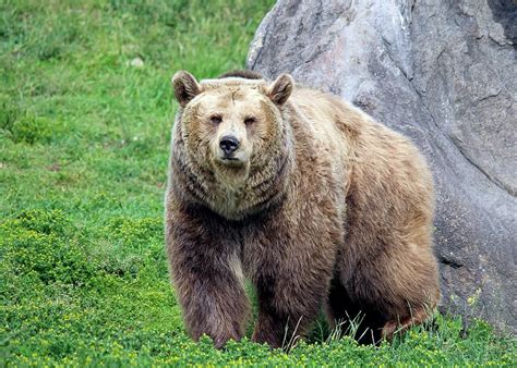 Hd Wallpaper Grizzly Bear Montana Bozeman Montana Grizzly Encounter