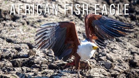 African Fish Eagle Haliaeetus Vocifer The Kruger National Park 3