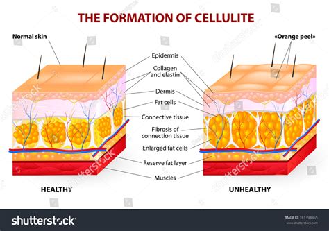 39 Adipose Tissue Estrogen Images Stock Photos Vectors Shutterstock