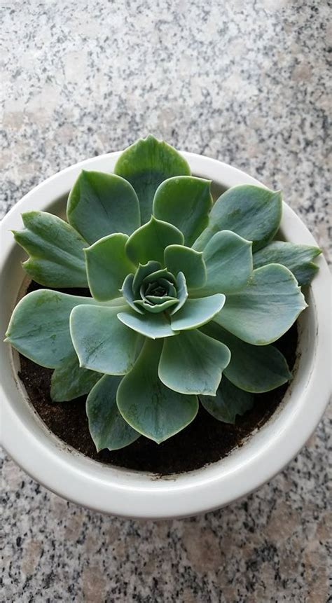 houseplants