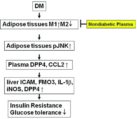 The Model Of Non Diabetic Plasma Mediated Suppression Of M1 Expression