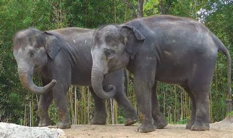 World Elephant Day Unveiling The Beauty Of Elephant Elegance The Infox