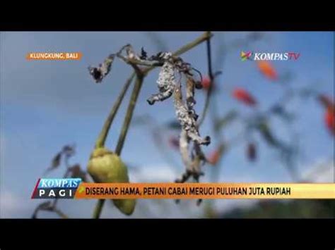 Diserang Hama Petani Cabai Merugi Puluhan Juta Rupiah Youtube