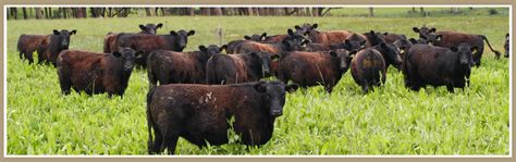 Breeding Commercial Lowline Beef Cattle Alca