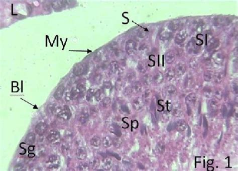 A Photomicrograph Of A Section In The Testis Of A Control Mouse Showing