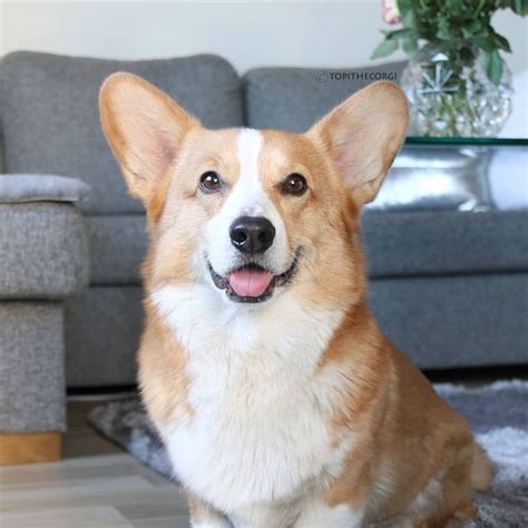 9263 Likes 97 Comments Topi The Corgi Topithecorgi On Instagram