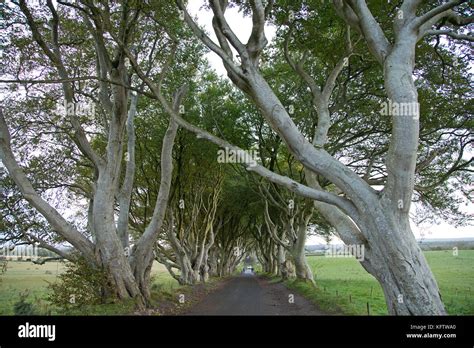 Dark Hedges, Stranocum, Ballymoney, Co. Antrim, Northern Ireland Stock ...