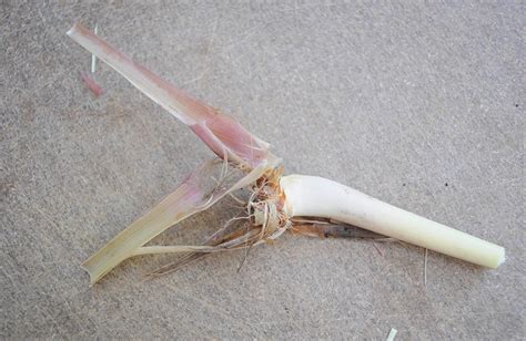 Pantry Keeping Edible And Medicinal Landscaping Lemongrass