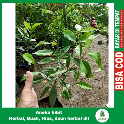 Jual Bibit Pohon Daun Salam Sayur Tanaman Herbal Bumbu Masak Dapur