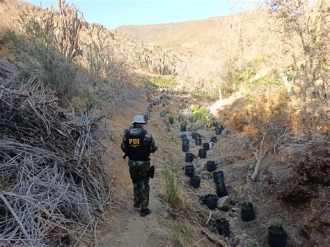 Región De Coquimbo Incautan Más De 7 Mil Plantas De Cannabis Avaluadas Comercialmente En 18