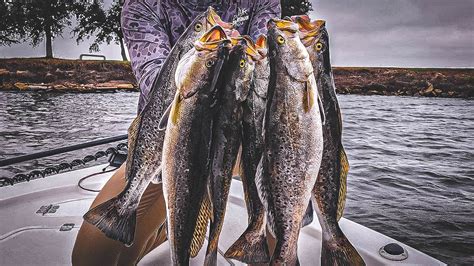 How To Catch Speckled Trout In The Gulf Tips And Techniques