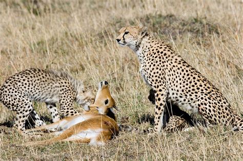 Cheetah Mother And Cub With Antelope Prey Stock Image Z9340744 Science Photo Library