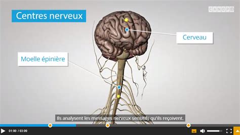 La communication nerveuse Cours de SVT 4ème Vive les SVT