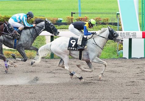 ハヤヤッコの競走成績・血統・次走情報はwin競馬