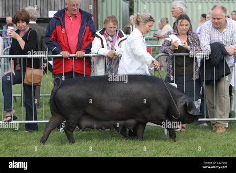 Large Black Pig Stock Photo - Alamy