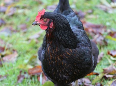 Top 9 Black Chicken Breeds plus Photos