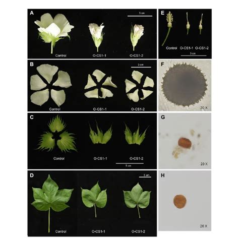 Phenotypes Of Ghcs1 Overexpression Lines A The 0 Dpa Flowers From