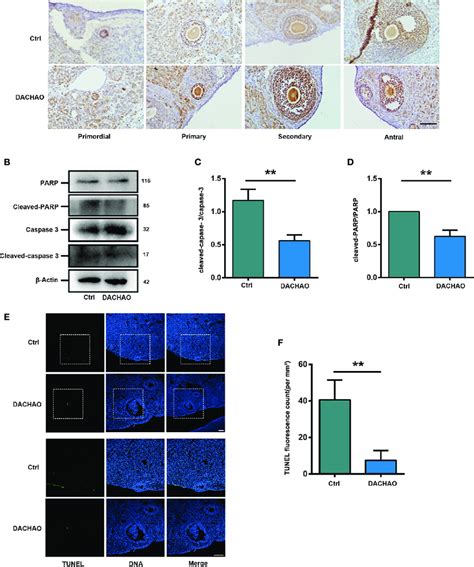 Dachao Improves Fertility By Promoting Granulosa Cell Proliferation And