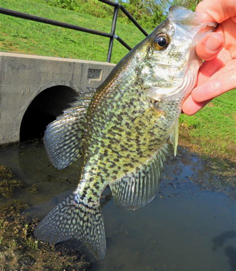 Maryland Biodiversity View Thumbnails Black Crappie Pomoxis