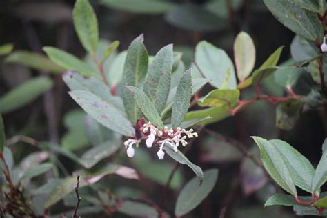 Flora Of Sri Lanka