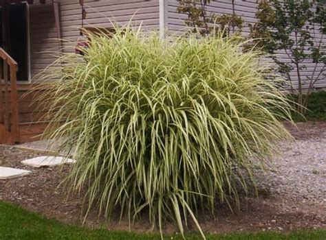 Hickory Lane Farms Ornamental Grasses | Hickory Lane Farms