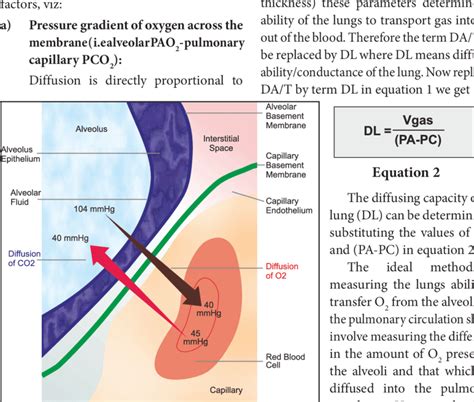 Components Of The Alveolar Capillary Membrane Download Scientific Diagram