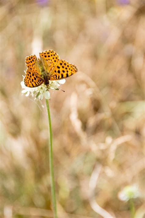 Borboleta Natureza Inseto Foto Gratuita No Pixabay Pixabay