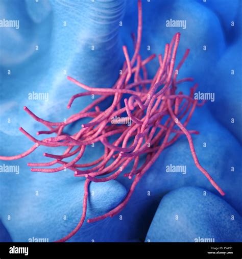 Bacillus Anthracis Bacteria Fotograf As E Im Genes De Alta Resoluci N