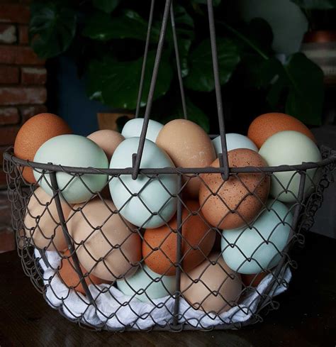 How To Store And Wash Fresh Eggs Best Practices For Backyard Chicken